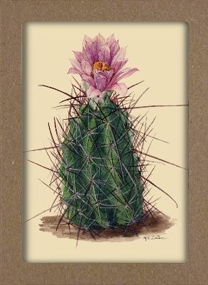 Smithsonian Cacti Notecard Set - Artwork by Mary Emily Eaton: 8 Blank Notecards of 4 Designs & Envelopes - Smithsonian Institution - cover