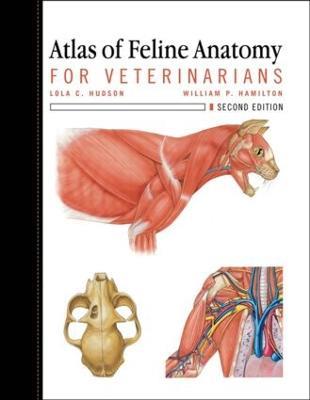 Atlas of Feline Anatomy For Veterinarians - Lola Hudson,William Hamilton - cover