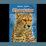 Cheetahs
