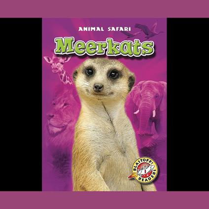 Meerkats