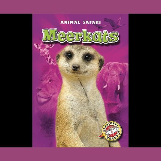 Meerkats