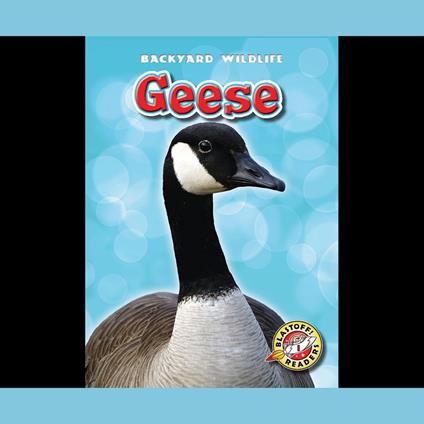 Geese