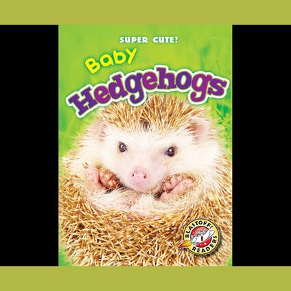 Baby Hedgehogs