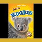 Baby Koalas