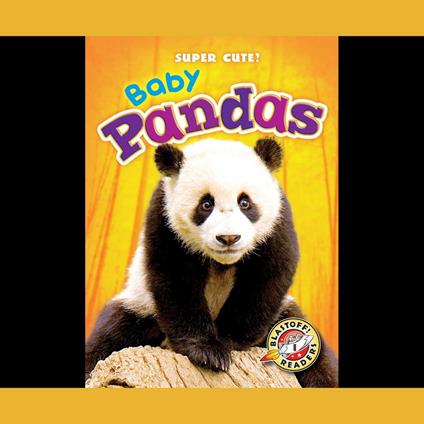 Baby Pandas