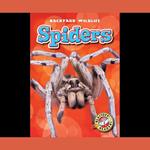 Spiders