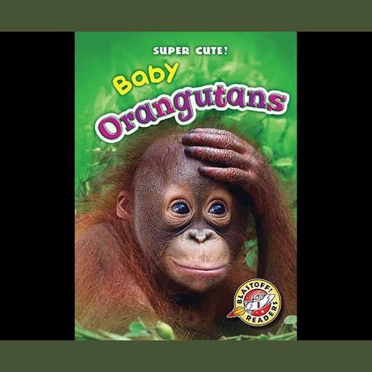 Baby Orangutans