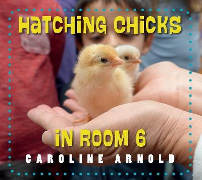 Hatching Chicks in Room 6 - Caroline Arnold - cover