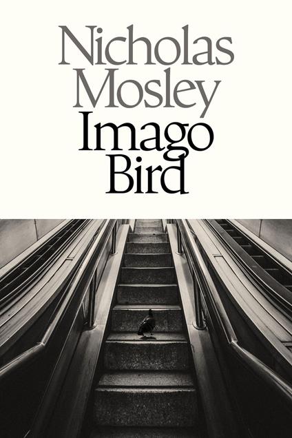Imago Bird
