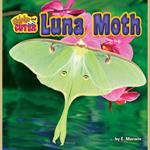 Luna Moth