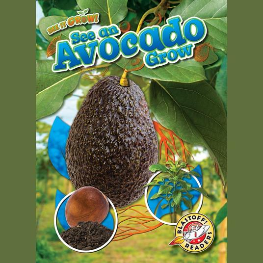 See an Avocado Grow
