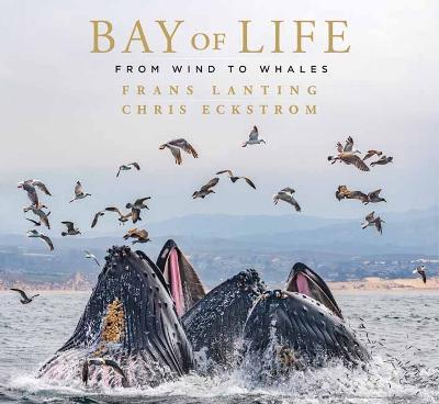 Bay of Life: From Wind to Whales - Frans Lanting,Chris Eckstrom - cover