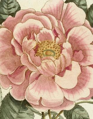 John Derian Picture Book II - John Derian - cover