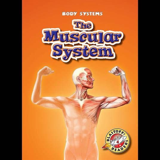 The Muscular System