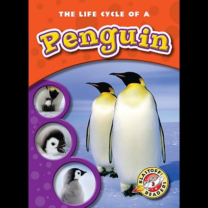 The Life Cycle of a Penguin