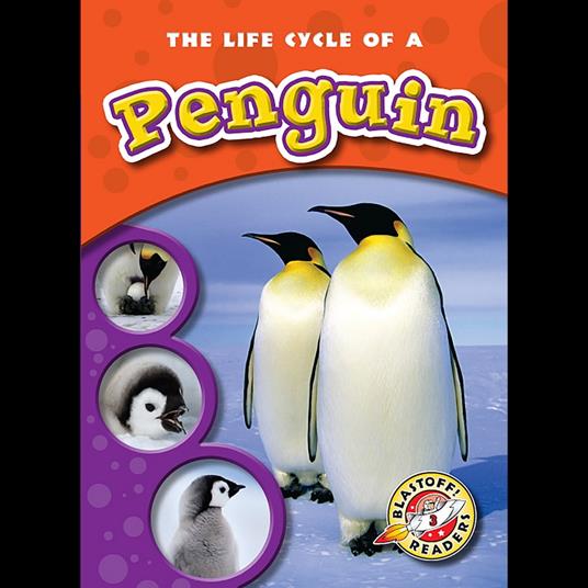 The Life Cycle of a Penguin