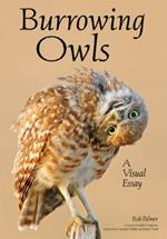 Burrowing Owls: A Visual Essay