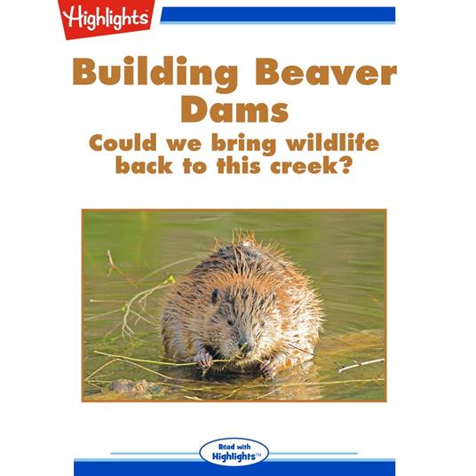 Building Beaver Dams
