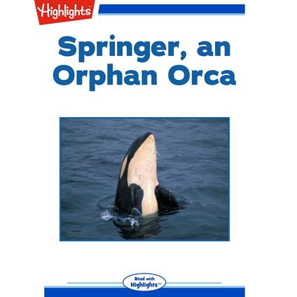 Springer, an Orphan Orca