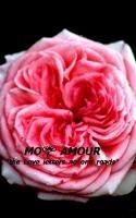 Mon Amour: The Love Letters no one read