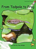 Red Rocket Readers: Early Level 4 Non-Fiction Set C: From Tadpole to Frog Big Book Edition