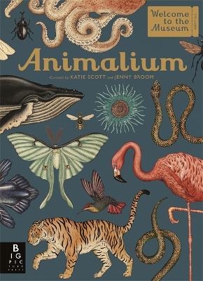 Animalium - Jenny Broom - cover