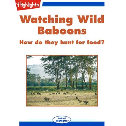 Watching Wild Baboons