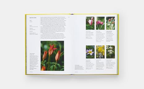 A year in bloom - Lucy Bellamy - 5