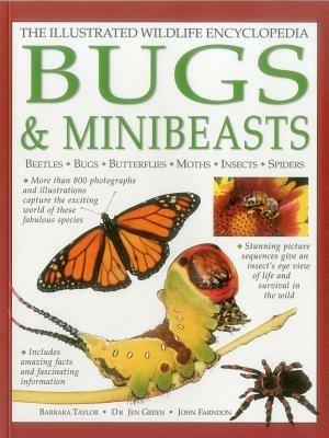Illustrated Wildlife Encyclopedia: Bugs & Minibeasts - Taylor Barbara - cover