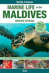 Marine Life of the Maldives - Indian Ocean