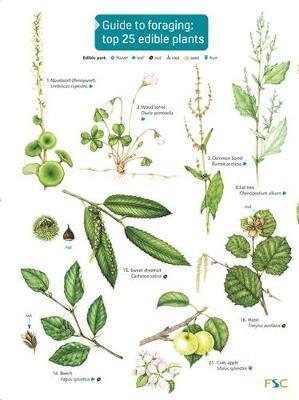 Guide to Foraging: Top 25 Edible Plants - Clare Cremona - cover