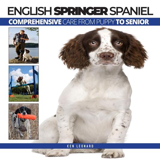 ENGLISH SPRINGER SPANIEL: