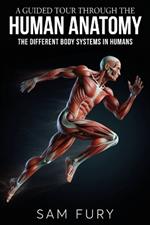 A Guided Tour Through the Human Anatomy: The Different Body Systems In Humans