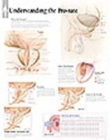 Understanding the Prostate Paper Poster - Scientific Publishing - cover