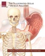 Illustrated Atlas of Human Anatomy: A Collection of 25 Anatomical Charts of the Human Body