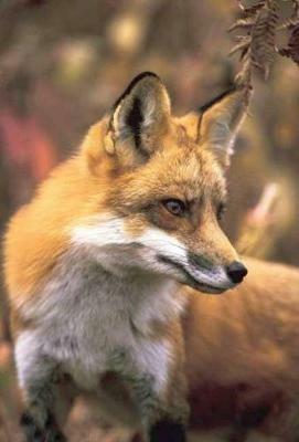 Fox Blank Journal - cover