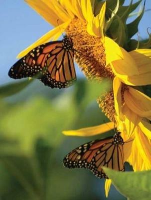 Butterfly Sunflower Blank Journal - cover