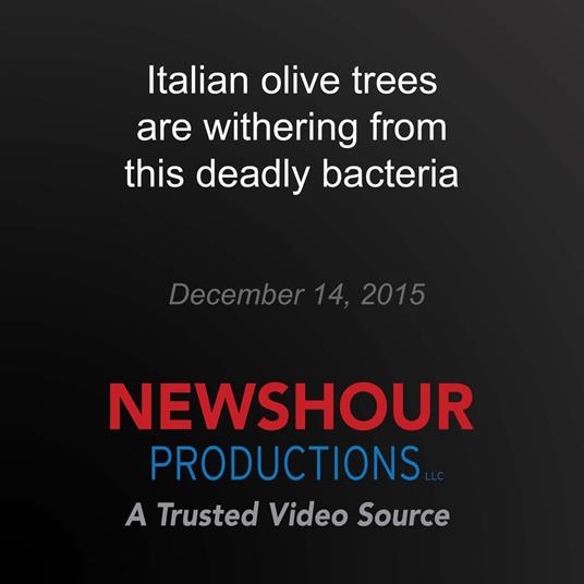 Italian olive trees are withering from this deadly bacteria