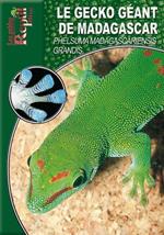 Le gecko géant de Madagascar