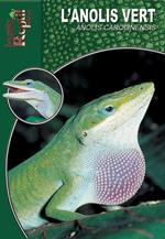 L'anolis vert