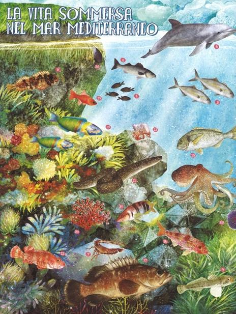 Pesci del mondo e altri animali marini. Ediz. a colori - Angelo Mojetta - 4