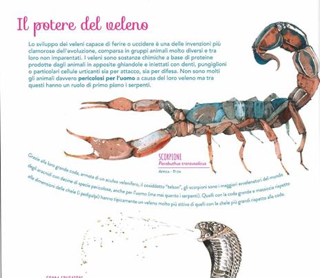 Evoluzione. La lotta per la sopravvivenza sulle tracce di Darwin e dei grandi scienziati. Ediz. a colori - Francesco Tomasinelli - 3