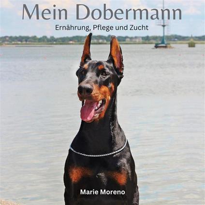 Mein Dobermann