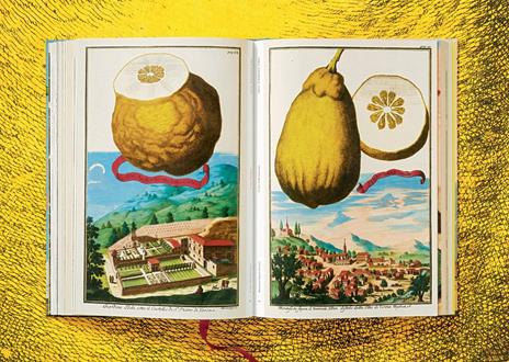 J. C. Volkamer. The Book of Citrus Fruits. Ediz. inglese, francese, tedesca - Iris Lauterbach - 2