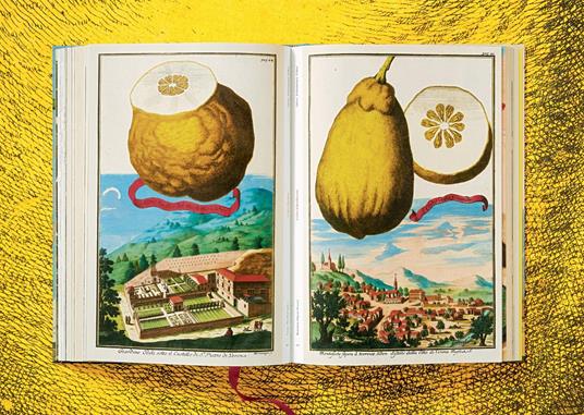 J. C. Volkamer. The Book of Citrus Fruits. Ediz. inglese, francese, tedesca - Iris Lauterbach - 2