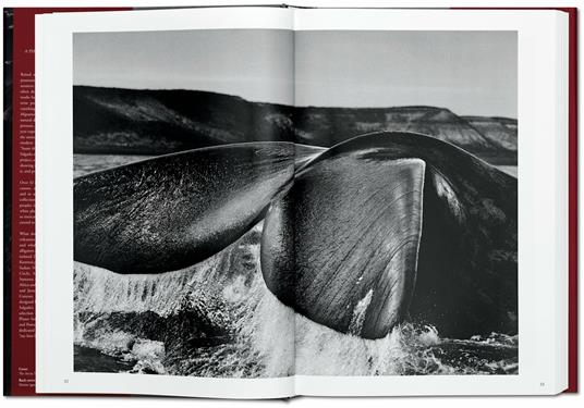 Sebastião Salgado. Genesis. Ediz. inglese - Sebastião Salgado - 2