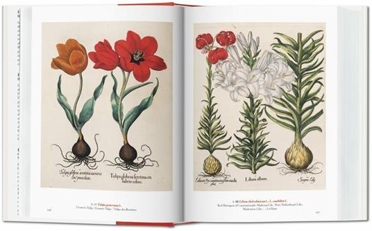 A garden Eden. Masterpieces of botanical illustration. Ediz. italiana, spagnola e portoghese - H. Walter Lack - 3