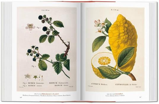 A garden Eden. Masterpieces of botanical illustration. Ediz. italiana, spagnola e portoghese - H. Walter Lack - 5