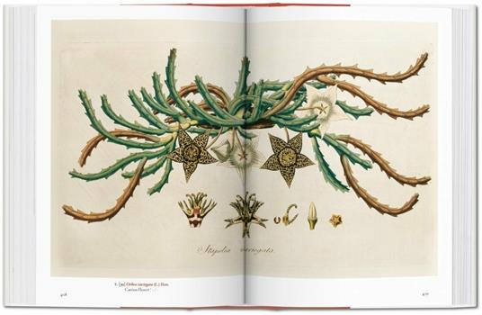 A garden Eden. Masterpieces of botanical illustration. Ediz. italiana, spagnola e portoghese - H. Walter Lack - 6