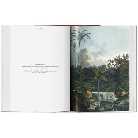 C. F. P. von Martius. The book of palms. Ediz. italiana, spagnola e portoghese - H. Walter Lack - 6